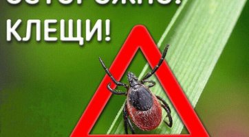 Иксодовые клещи